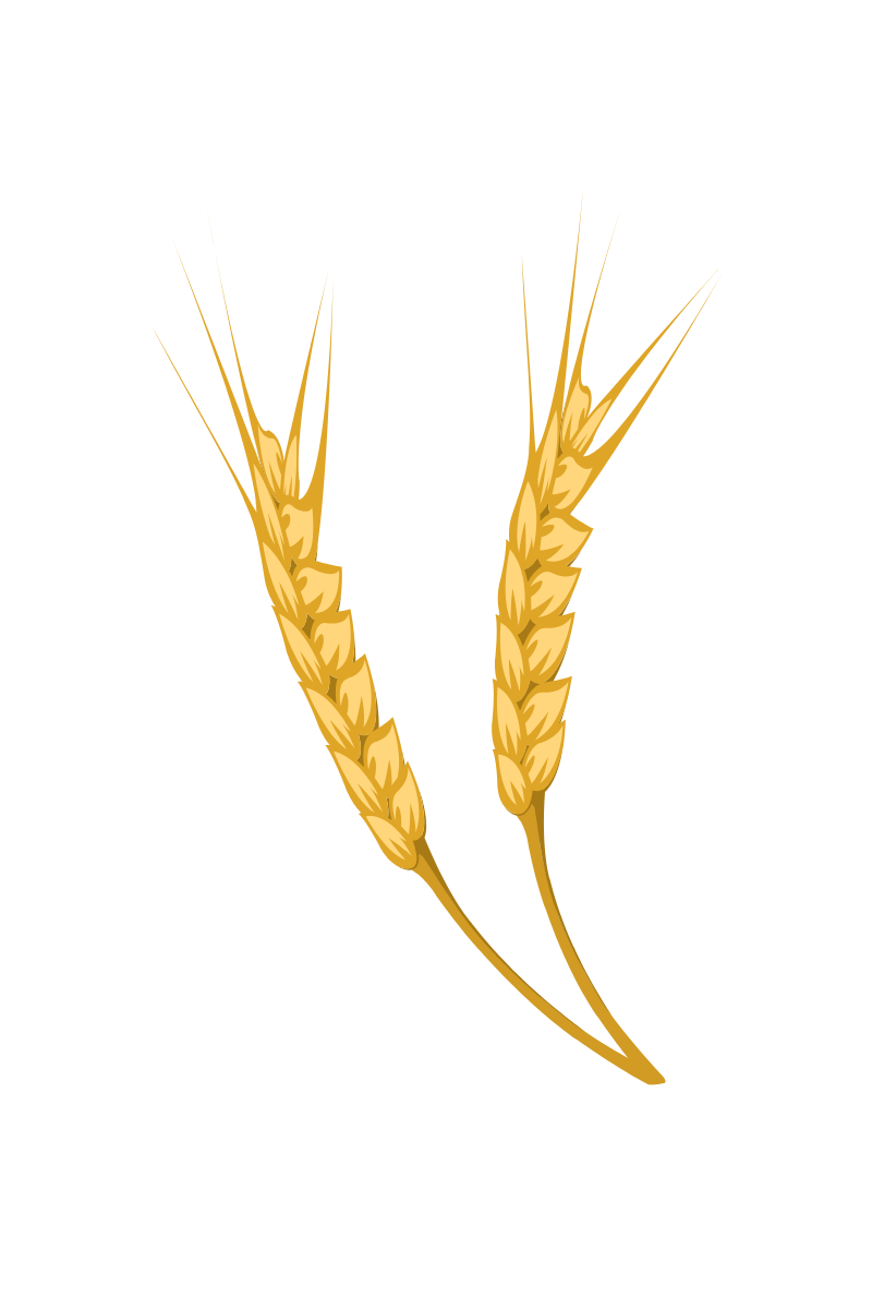 गेहूं की फसल के लिए खाद की सही जानकारी