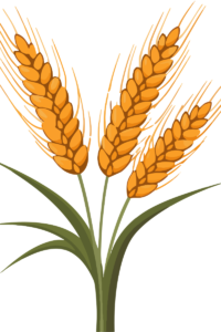 गेहूं की फसल में होने वाले सामान्य रोग